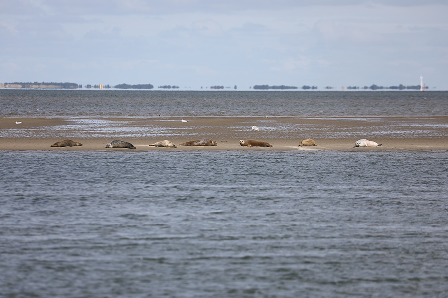 Seehunde